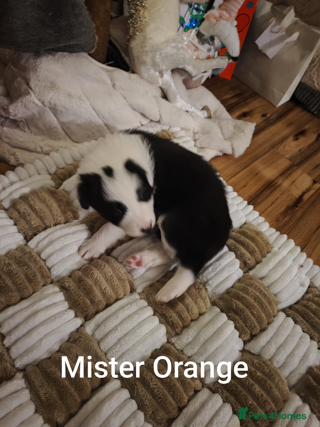 Border Collie dogs for sale: Stunning puppies from international champion line. - Advert 22