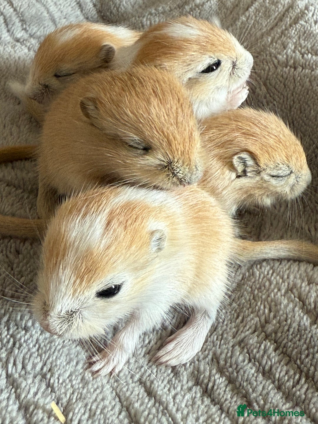 Gerbil rodents for sale: Biscuit/tan coloured baby gerbils - Image 2