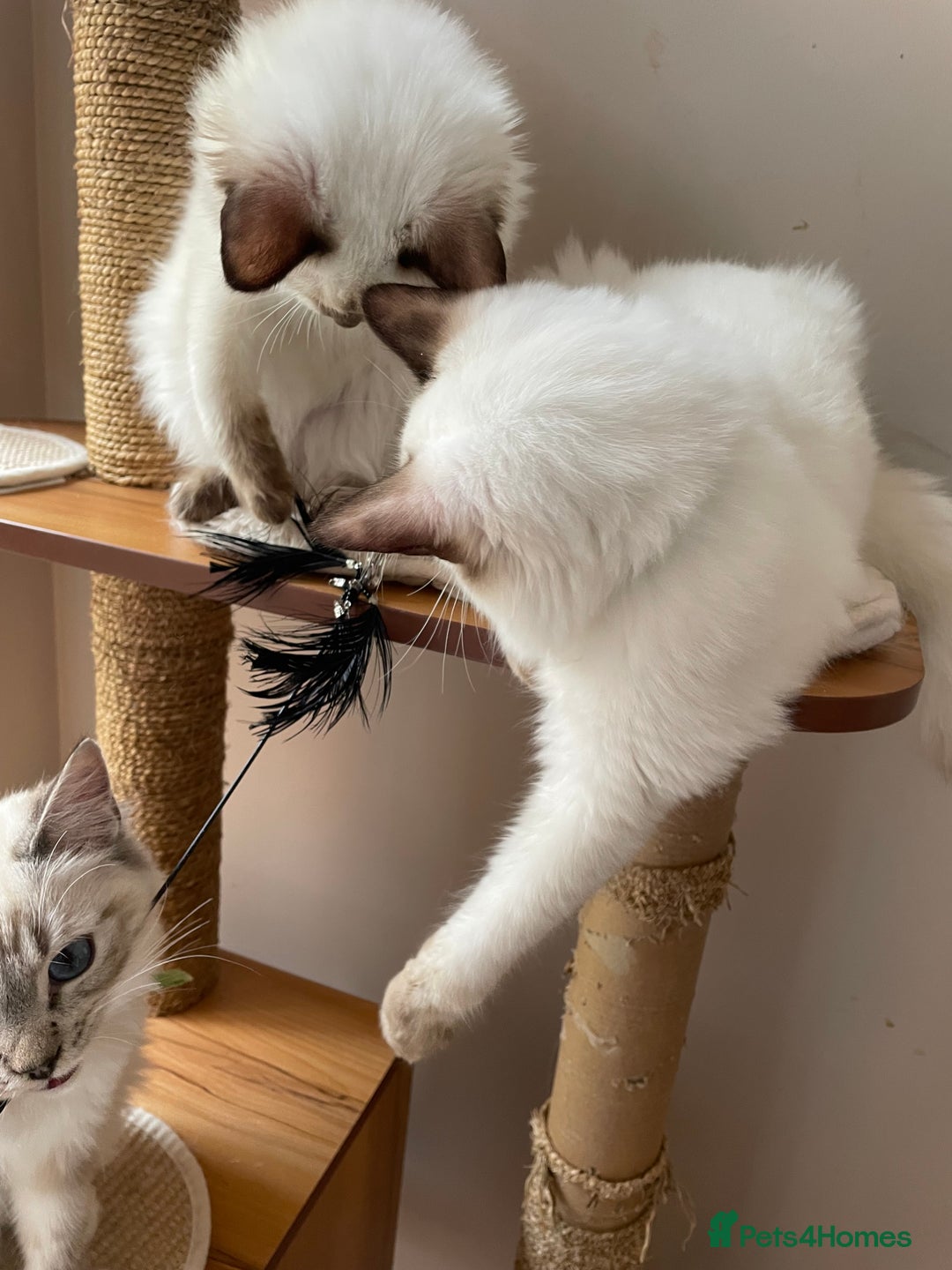 Ragdoll cats for sale: Ragdoll kittens from Moonliteyecats  - Image 22