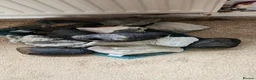 Cichlids fish for sale: Mixed fish species, Tank with Stand in Leeds - Advert 7