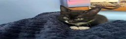 British Shorthair cats for sale: Kittens  - Advert 7