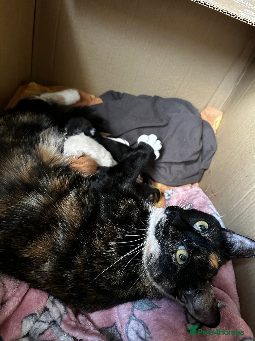 Mixed Breed cats for sale: Three stunning kittens for sale - Image 9