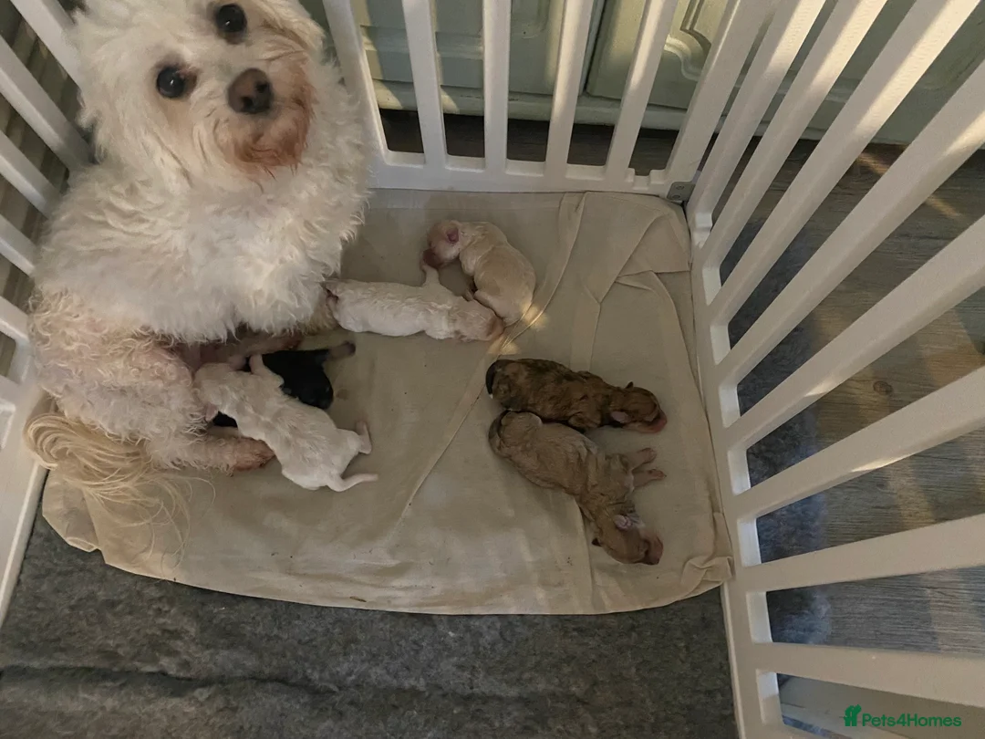 Maltipoo dogs for sale: Gorgeous Merle and phantom maltipoos  - Advert 1