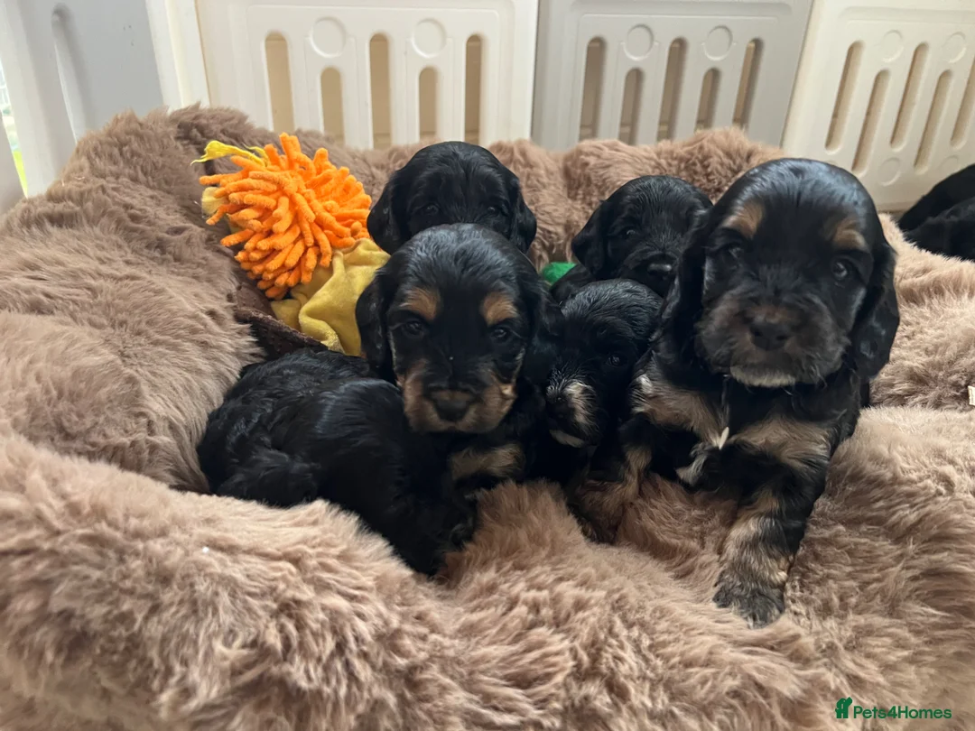 Cockapoo dogs for sale: Beautiful f1 Cockapoo puppies  - Advert 2