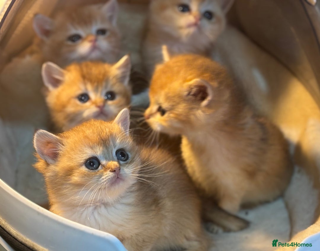 British Shorthair cats for sale: Full Pedigree Golden tipped British Shorthair - Advert 18