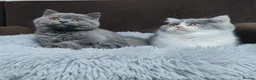 British Shorthair cats for sale: GCCF Registered Chunky British Shorthair kittens  - Advert 2