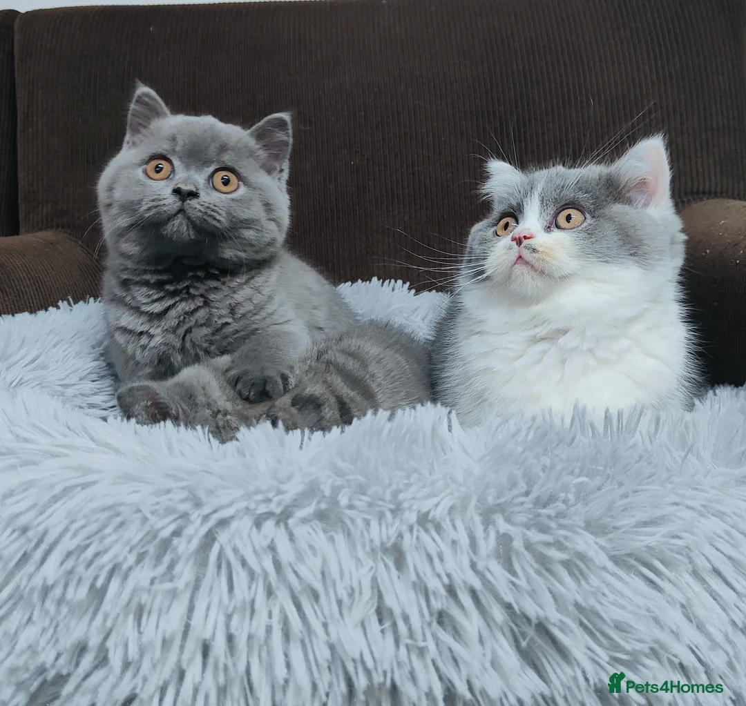British Shorthair cats for sale: GCCF Registered Chunky British Shorthair kittens  - Advert 2