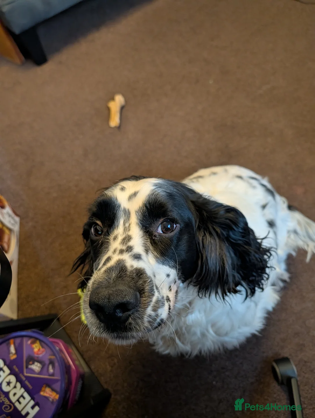 Sprocker dogs for sale: Looking for a new home please read info - Advert 2