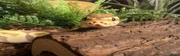 Python Snake reptiles for sale: Female banana 66% het clown with full set up - Advert 2