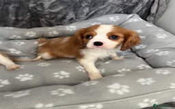 Cavalier King Charles Spaniel dogs for sale: Health tested stunning puppies - Advert 6