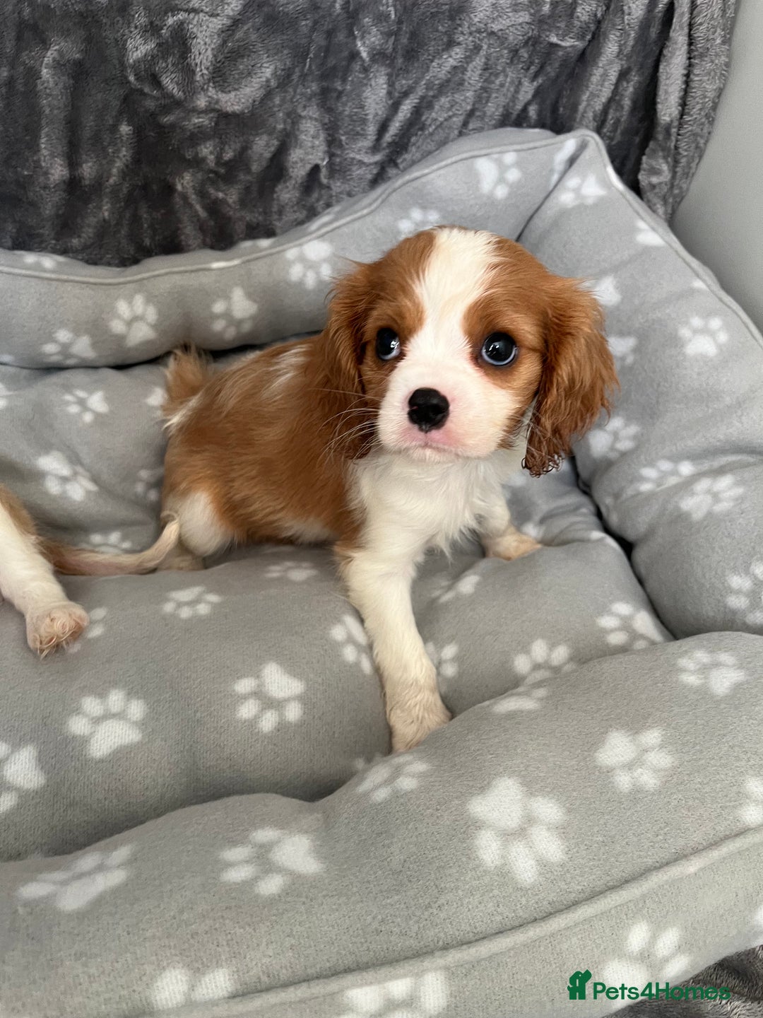 Cavalier King Charles Spaniel dogs for sale: Health tested stunning puppies - Advert 6