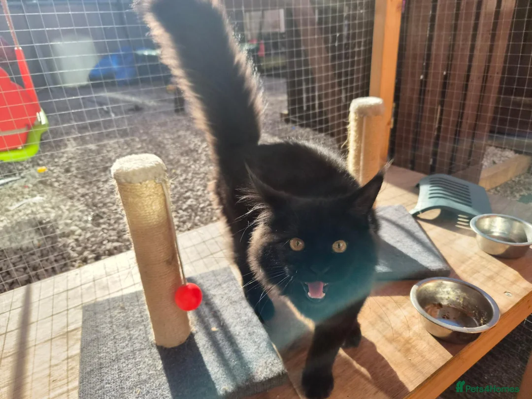 Maine Coon cats for sale: Maincoon in Blackburn - Advert 2