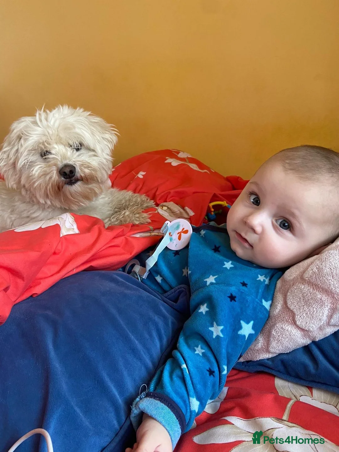 Mixed Breed dogs for adoption: 🤍MICKEY🤍 - A Fluffy Little Boy for a Family🐾 - Advert 2