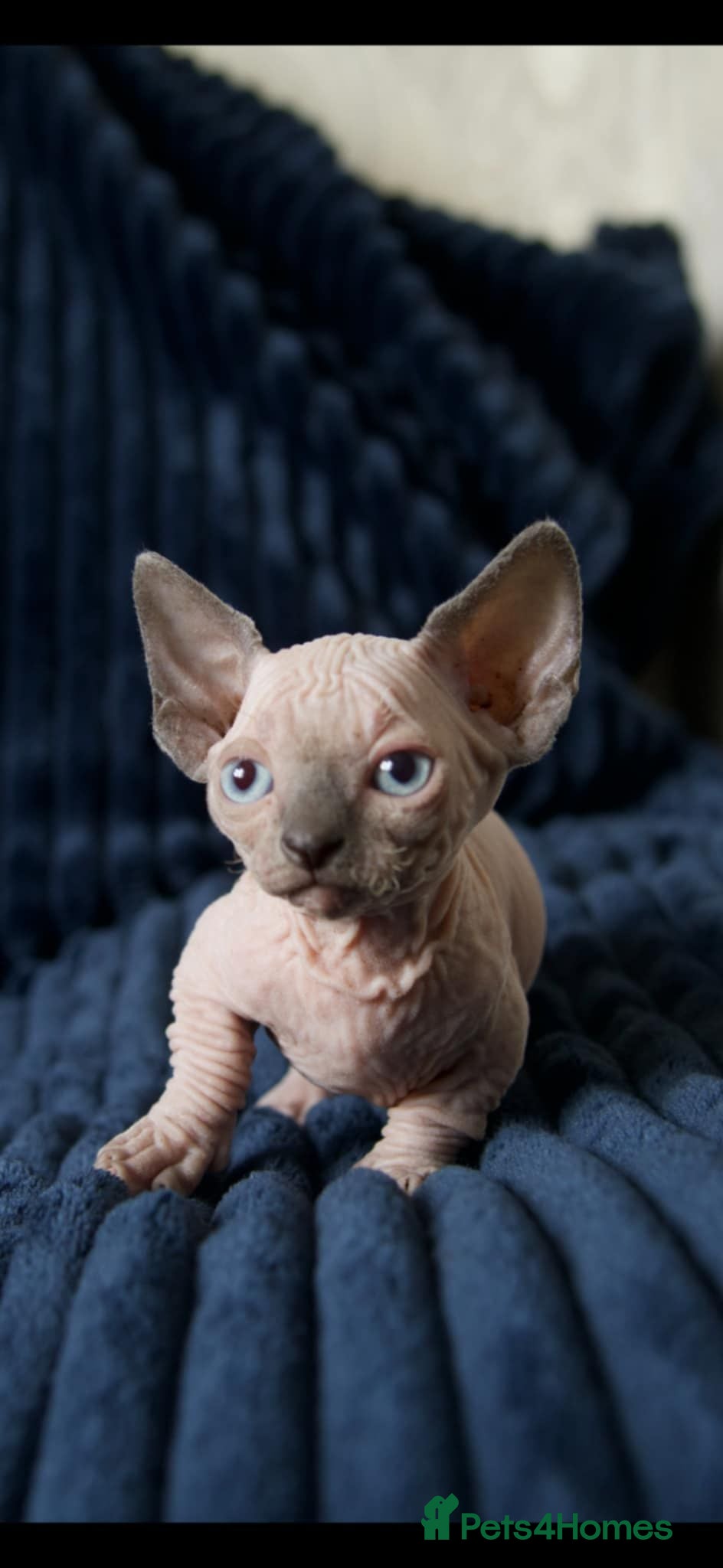 Sphynx cats Short Leg Munckin Sphinx Kittens(BullyCat) - Advert 15
