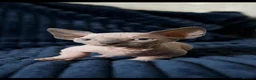 Sphynx cats for sale: Short Leg Munckin Sphinx Kittens(BullyCat) - Advert 5