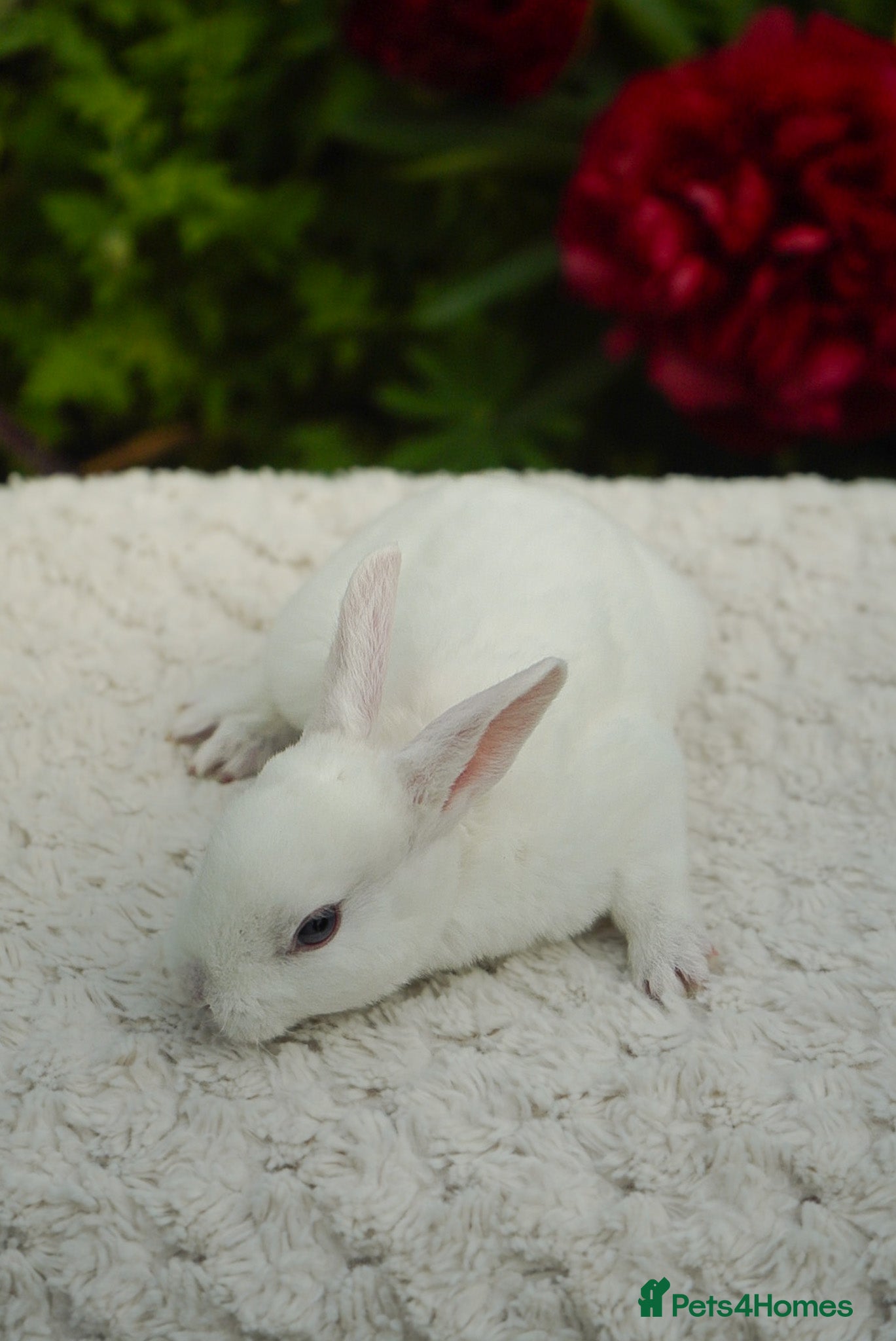 Rex rabbits for sale: Vienna Mini Rex in Ellesmere - Advert 5