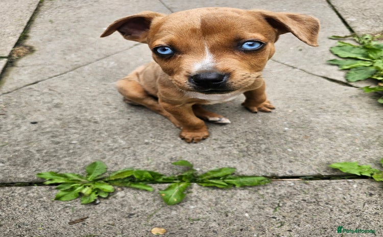 Mixed Breed dogs - Advert 11