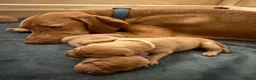 Hungarian Vizsla dogs for sale: Adorable Hungarian Vizsla Pups in Southport - Advert 14