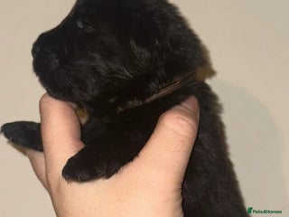 Newfoundland dogs Stunning Newfoundland Puppies Kc Reg 🐾 - Advert 3