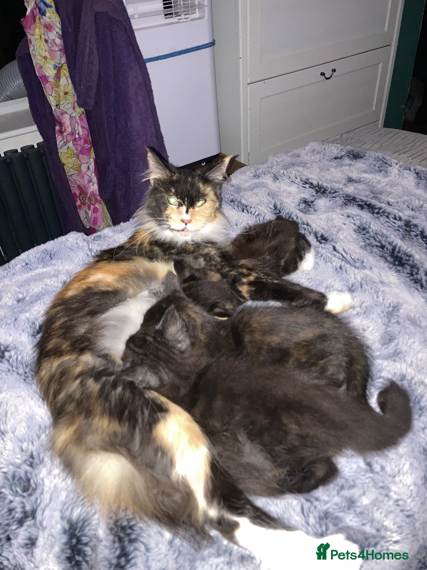 Mixed Breed cats Maine Coon mix - Advert 1