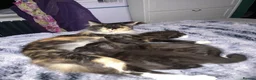 Mixed Breed cats for sale: Maine Coon mix - Advert 1