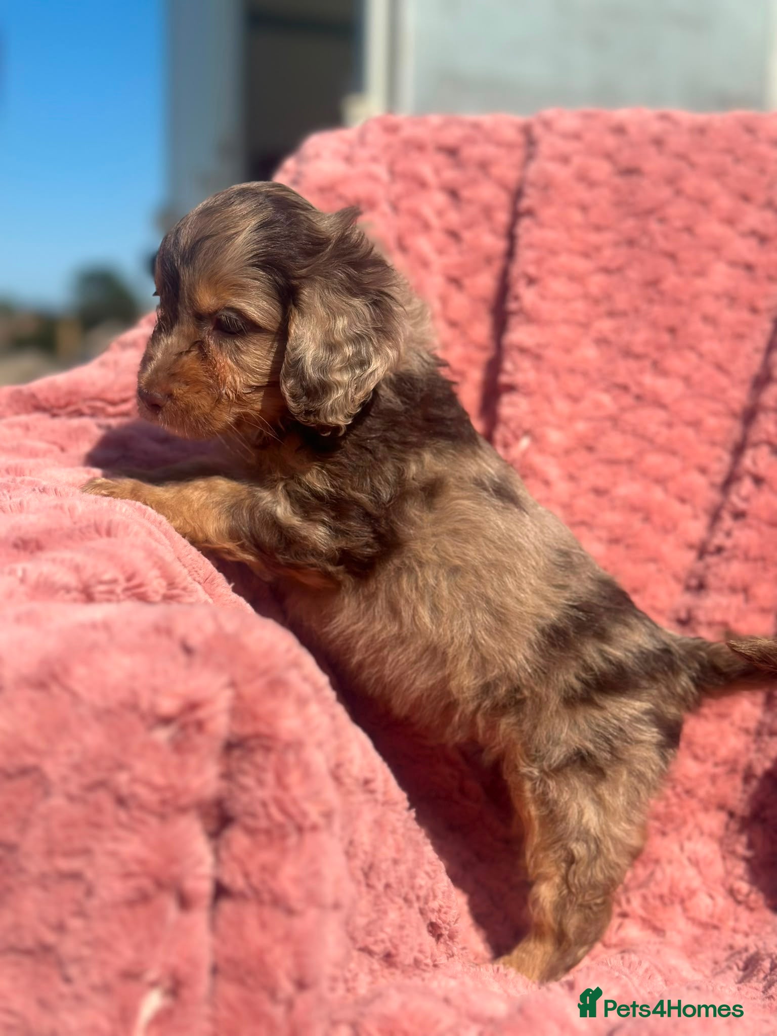 Cockapoo dogs Stunning litter of cockapoo puppies  - Advert 14