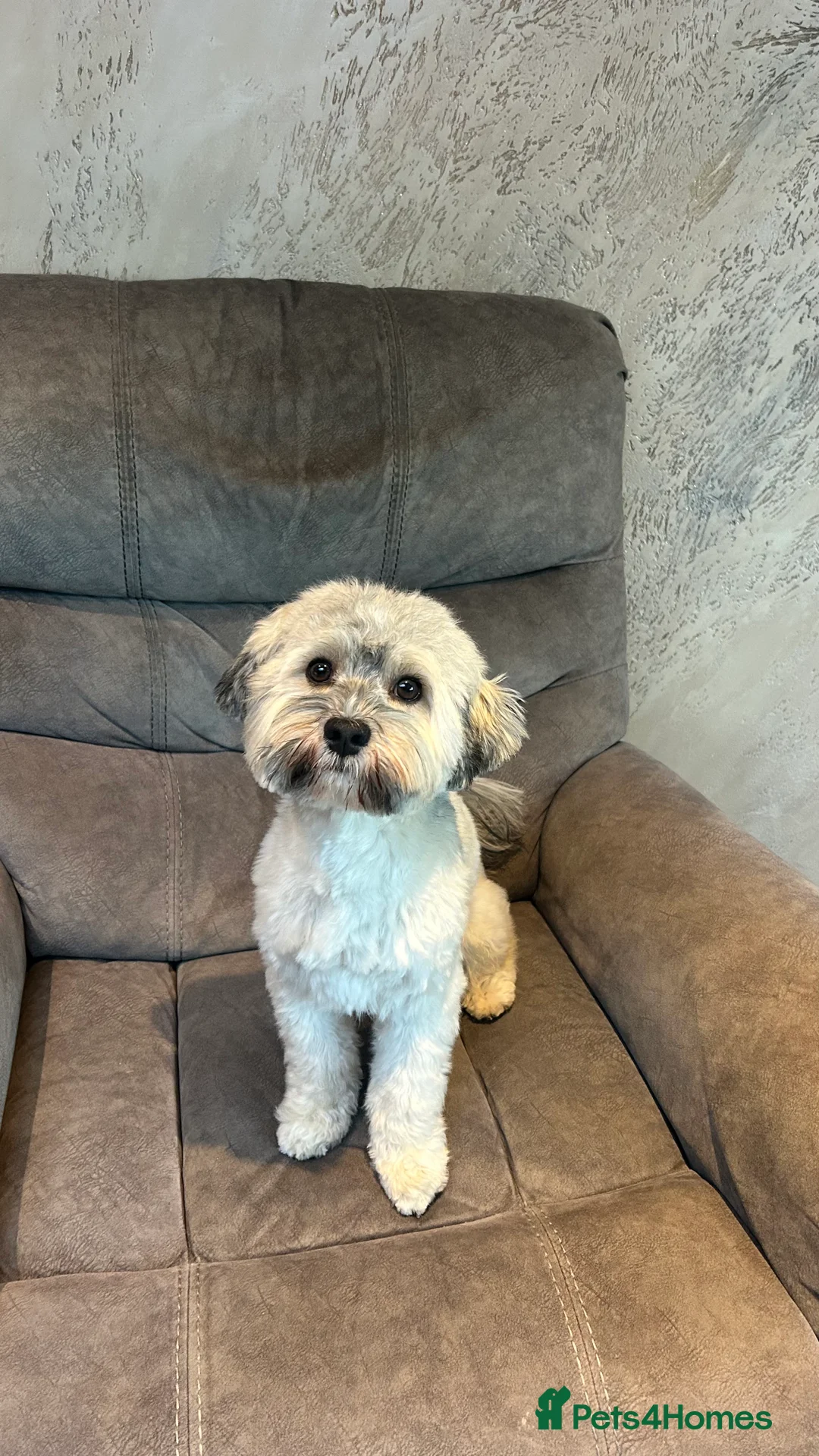 Havanese dogs for stud: Our sweetheart Teddy is now available for stud. - Advert 12