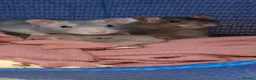 Rat rodents for sale: 3 female rats - Advert 1