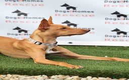 Mixed Breed dogs for adoption: Fabulous Flynn - Image 9
