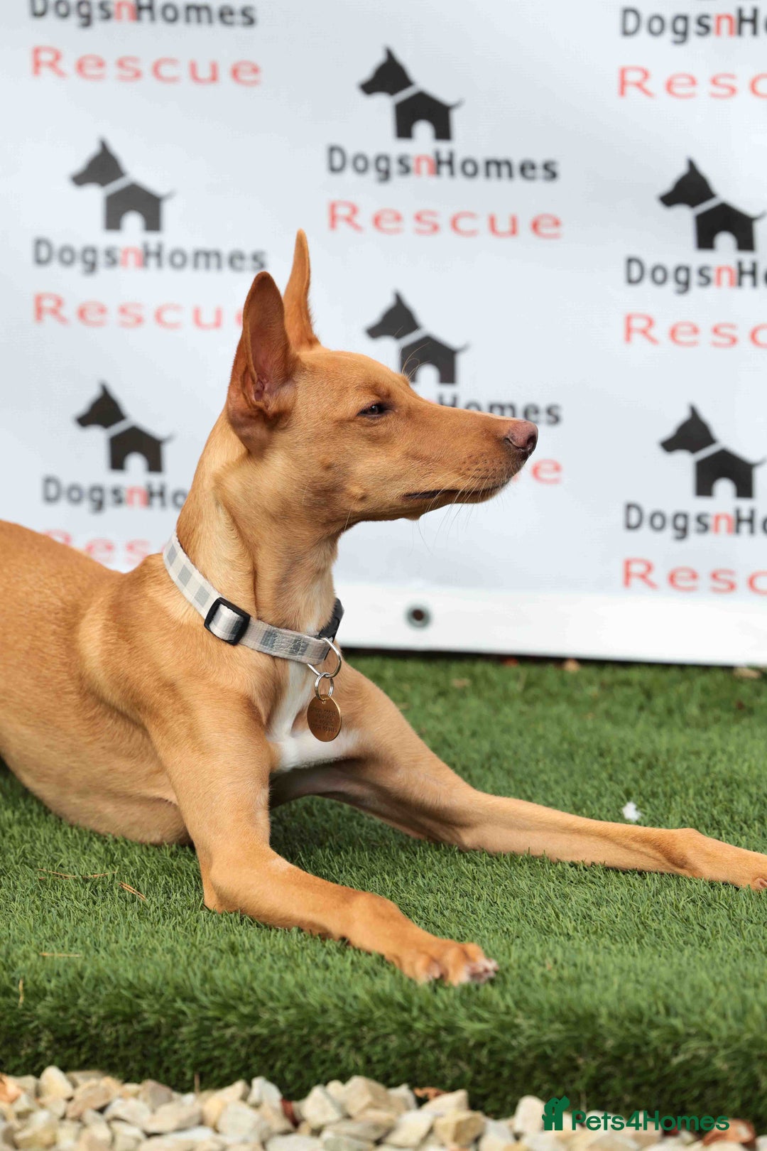 Mixed Breed dogs for adoption: Fabulous Flynn - Image 9