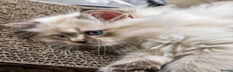 Ragdoll cats for sale: Stunning TICA-Registered Ragdoll Boys Ready Now  - Advert 15