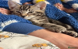 Domestic Shorthair cats for sale: Tabby x domestic short hair  - Image 4