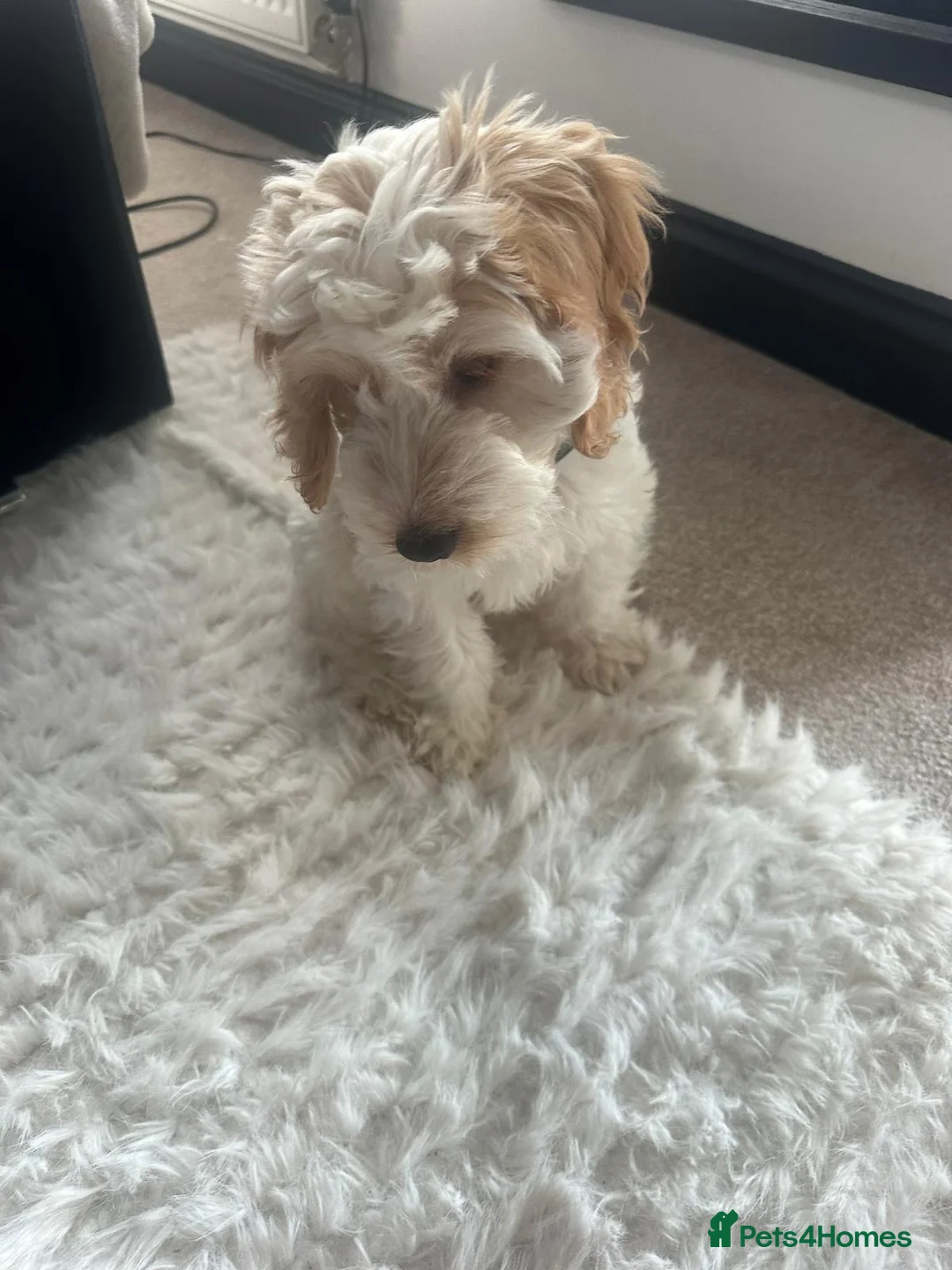Cockapoo dogs for sale: Stanley the Cockapoo Puppy - Advert 1