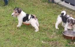 Fox Terrier dogs for sale: KC Reg Wire Fox Terrier Puppies READY NOW - Image 22