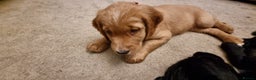 Mixed Breed dogs for sale: Ready for our forever homes - Advert 6