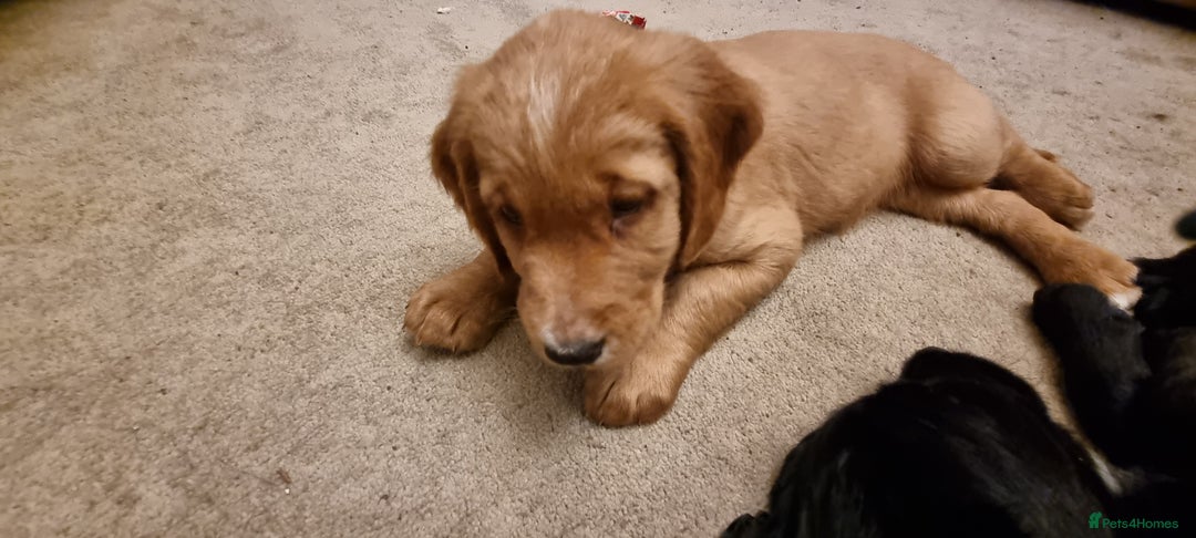 Mixed Breed dogs for sale: Ready for our forever homes - Advert 6