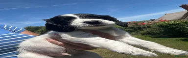 Sprocker 7