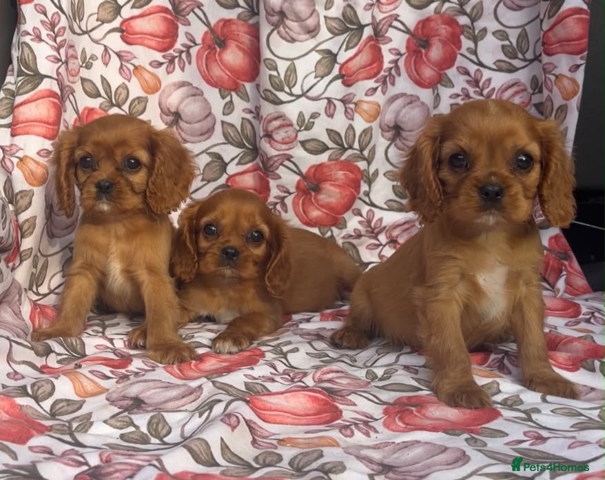 Cavalier King Charles Spaniel dogs Beautiful Cavalier king Charles spaniel puppies - Advert 6