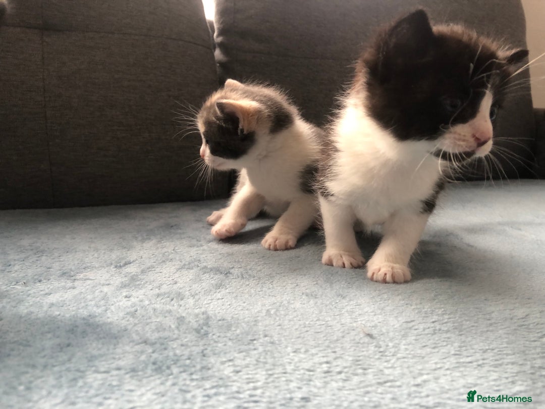 Mixed Breed cats for sale: 5 kittens for sale - Advert 7