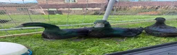 Ducks poultry for sale: Cayuga drakes.  in Frodsham - Advert 3