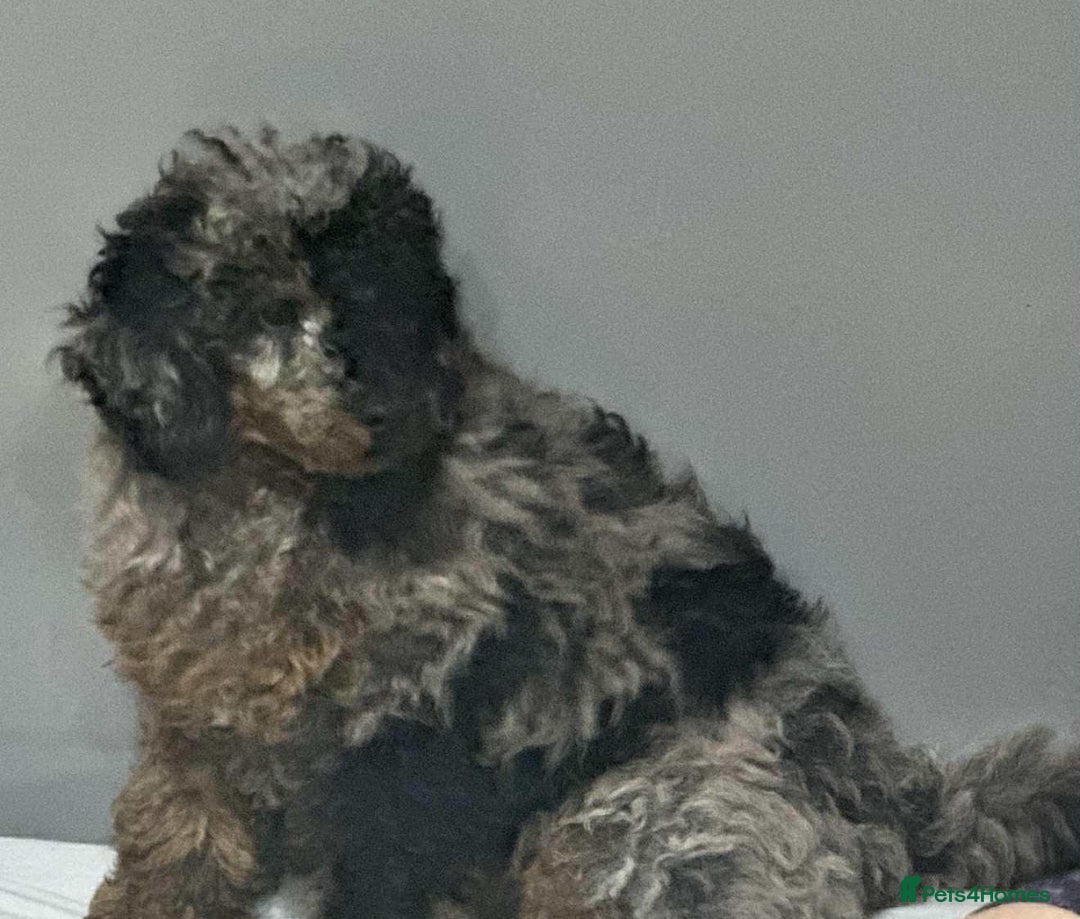 Cockapoo dogs for sale: Cockapoo female  - Image 5