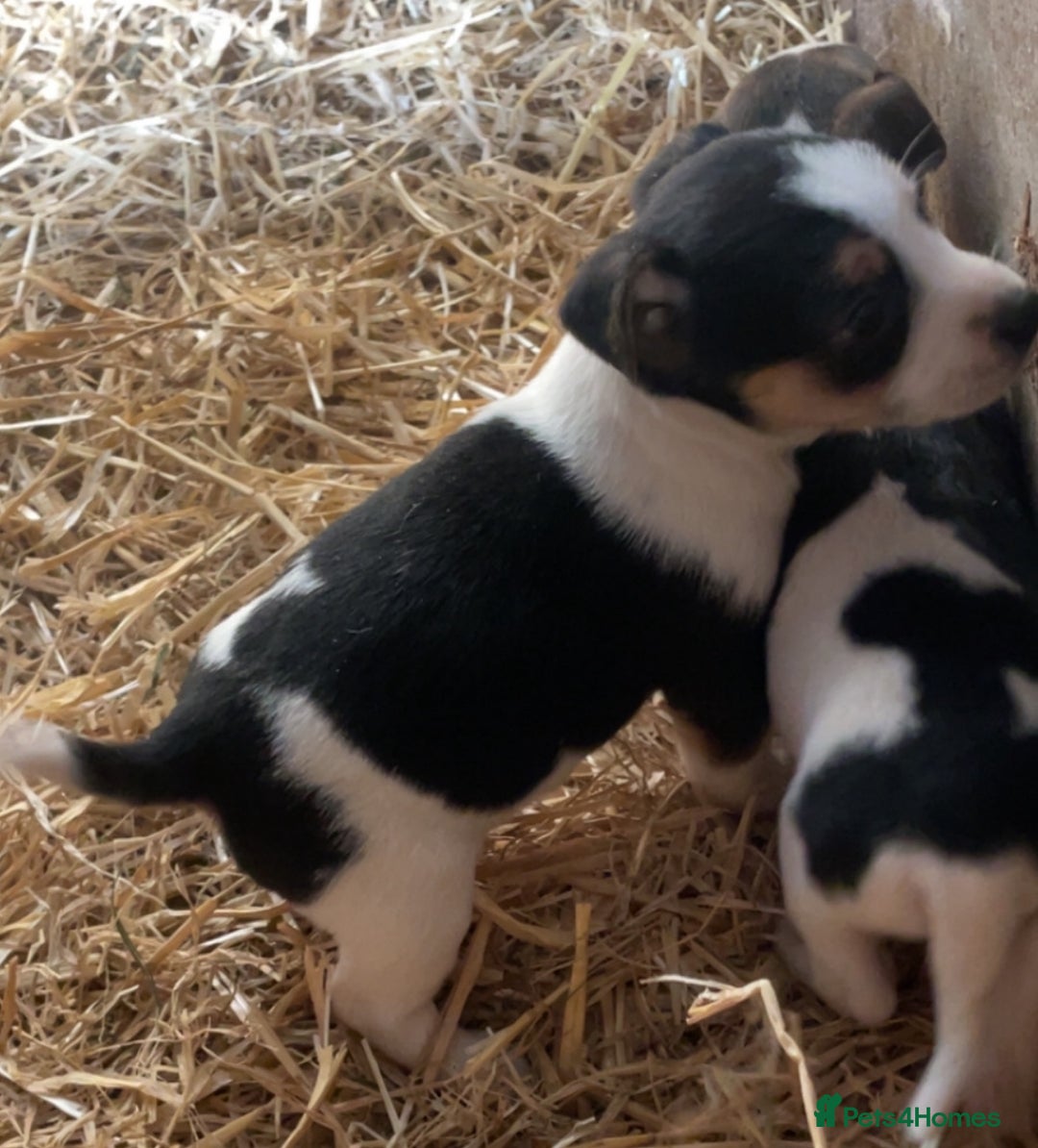 Jack Russell dogs for sale: Gorgeous Jack Russel Terriers! Smooth Coated!! - Advert 4