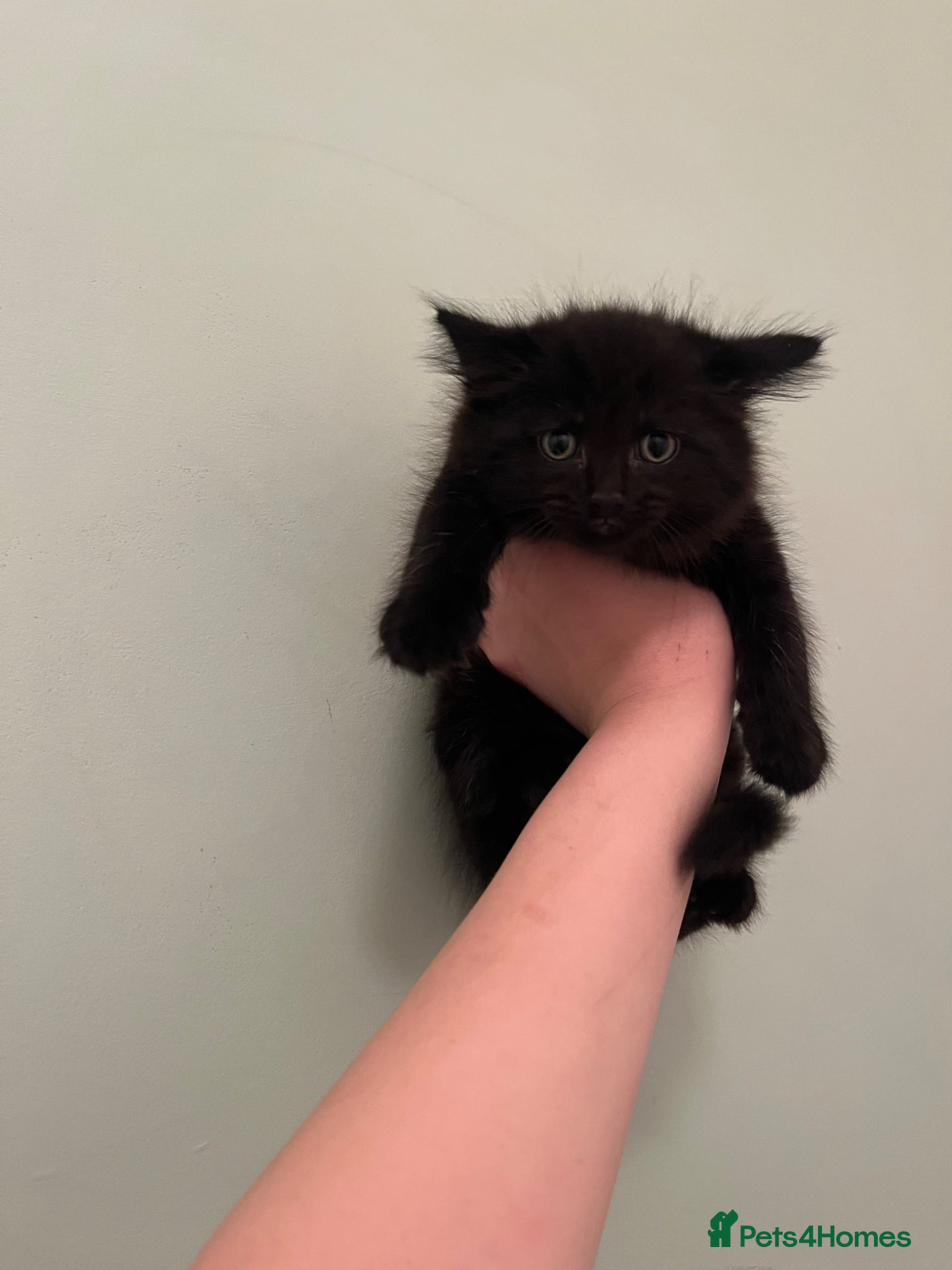 Ragdoll cats 8 week old male kitten half ragdoll - Advert 6