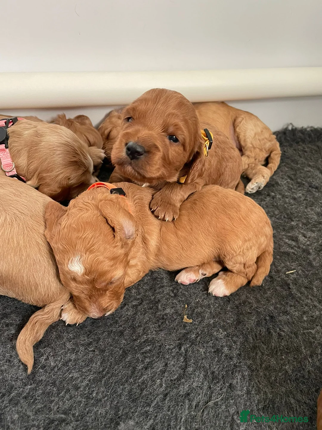 Cockapoo dogs for stud: Proven DNA tested red F1 Cockapoo Charlie for Stud in Milton Keynes - Advert 5