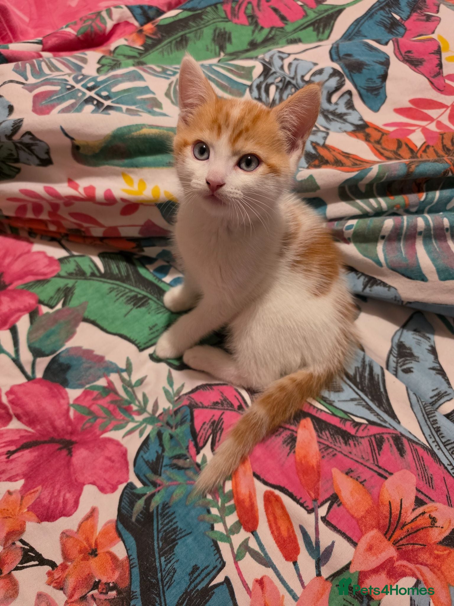 Domestic Shorthair cats Male kitten ginger and white - Advert 1