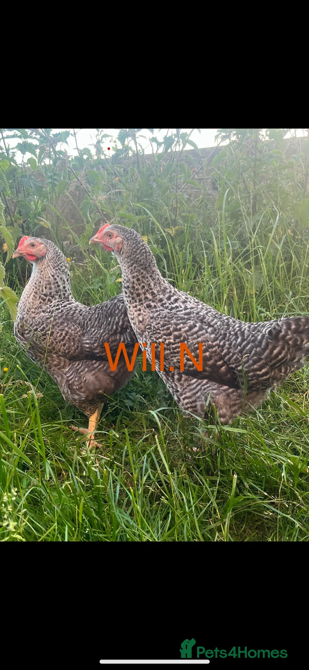 Chickens poultry for sale: Speckledys point of lay pullets (various others) - Advert 2