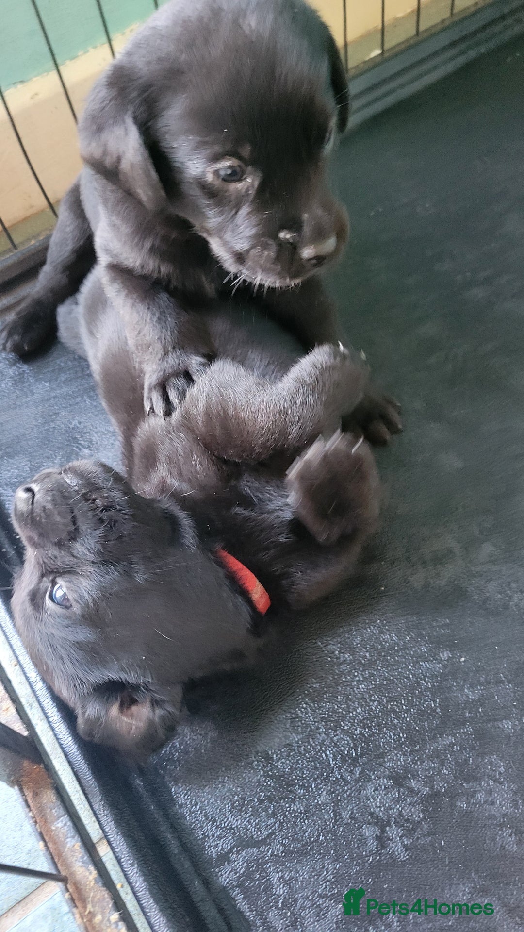 Labrador Retriever dogs for sale: Family bred Labrador puppies - Image 7