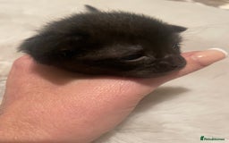 Sphynx cats for sale: Beautiful Sphynx cross orinetal kittens  - Advert 2