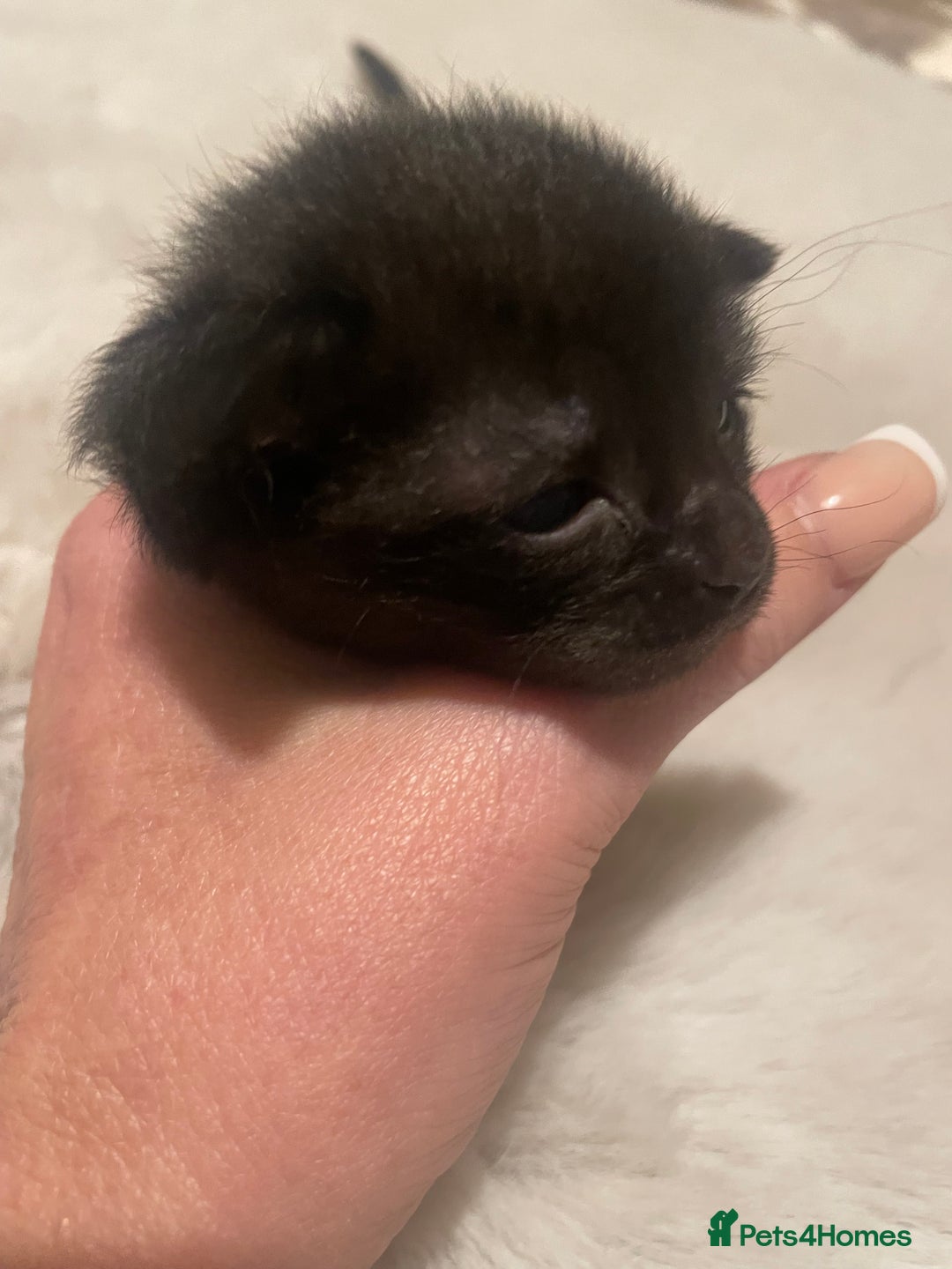 Sphynx cats for sale: Beautiful Sphynx cross orinetal kittens  - Advert 2