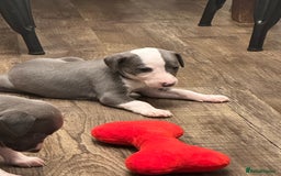 Whippet dogs for sale: Kc reg whippets Hear and eye tested parents  - Image 22